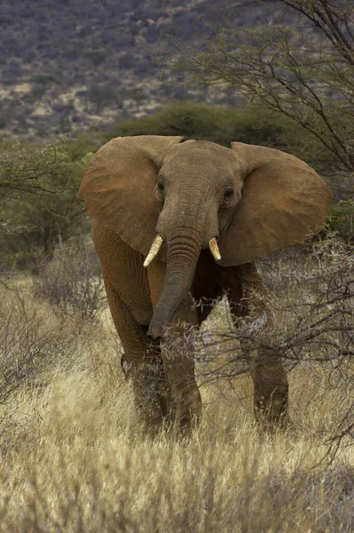 Eléphant Afrique Loxodonta Africana Masai Mara Park Kenya — Photo