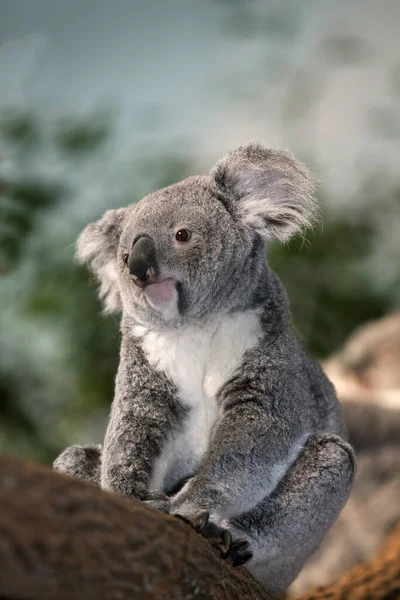 Koala Phascolarctos Cinereus Kobieta Stojąca Oddziale — Zdjęcie stockowe