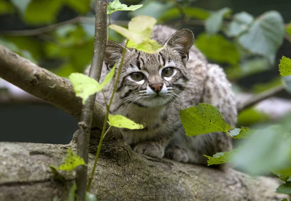 Geoffroy Cat Oncifelis Geoffroyi — стоковое фото