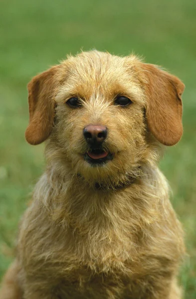 Brittaby Fawn Basset Basset Fauve Bretagne — Fotografia de Stock