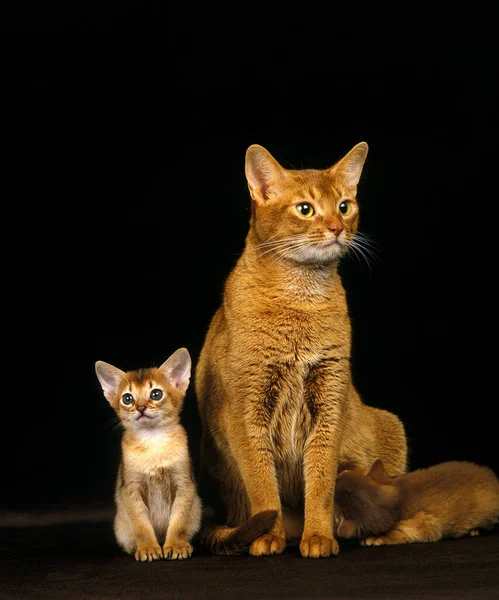 Red Abyssinian Gato Doméstico Madre Gatitos Amamantando —  Fotos de Stock