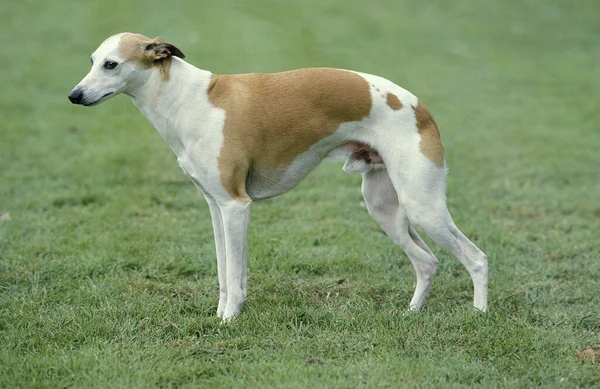 Whippet Dog Male Standing Lawn — 스톡 사진