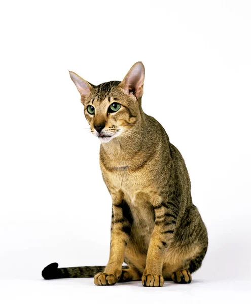 Brown Tabby Oriental Domestic Cat White Background — стокове фото