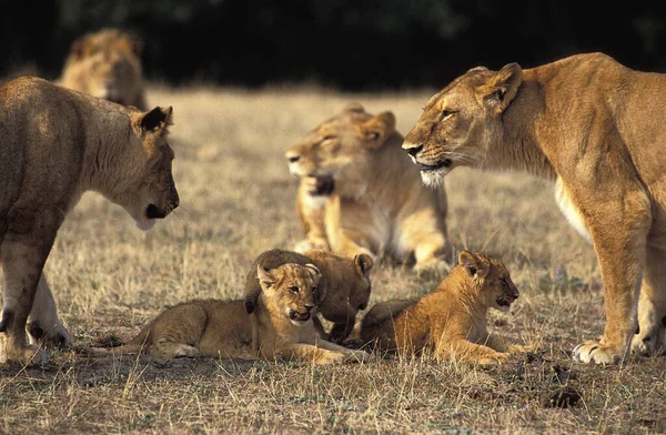 Lion Africain Panthera Leo Mère Petit Masai Mara Park Kenya — Photo