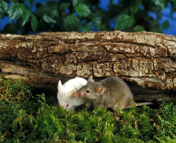 Weiße Maus Und Hausmaus Musmusculus — Stockfoto