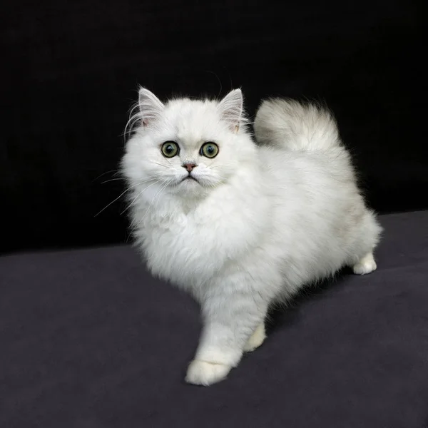 Chinchilla Persian Cat Con Ojos Verde —  Fotos de Stock