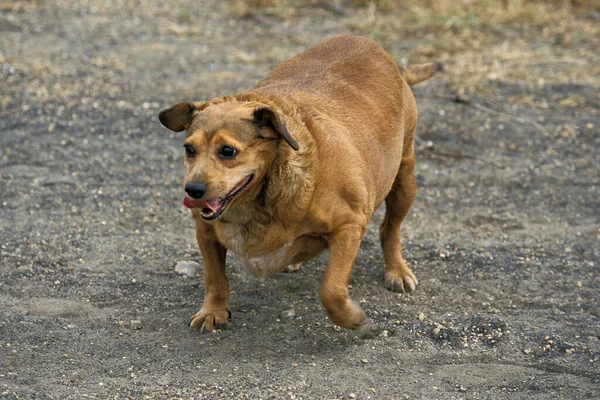 Obese Dog, natural background