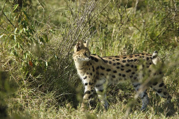 Serval Leptailurus Serval Long Grass Ben Álló Felnőtt Masai Mara — Stock Fotó