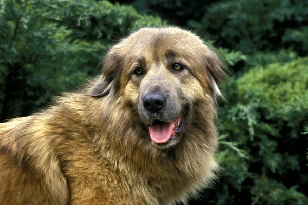 Cao Serra Estrela Πορτογαλικό Mountain Dog Πορτρέτο — Φωτογραφία Αρχείου