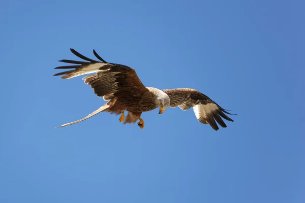 Rode Vlieger Milvus Milvus Volwassene Vlucht — Stockfoto