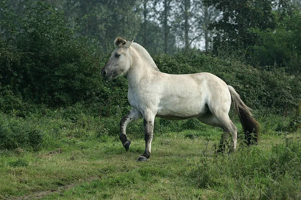 Cavallo Fiordo Norvegese Sfondo Naturale — Foto Stock