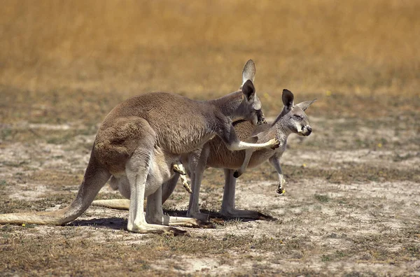 Red Kangaroo Macropus Rufus Matka Niosąca Joey Swojej Torbie Australia — Zdjęcie stockowe