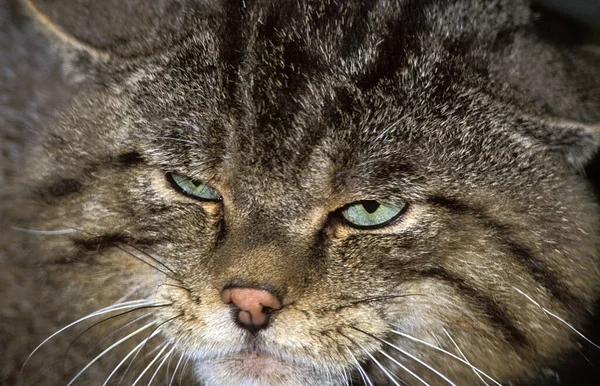 Europäische Wildkatze Felis Silvestris Porträt Eines Erwachsenen — Stockfoto