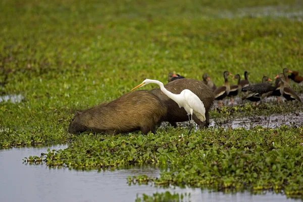 Grande Torre Branca Egretta Alba Capivara Hydrochoerus Hydrochaeris Pântano Los — Fotografia de Stock