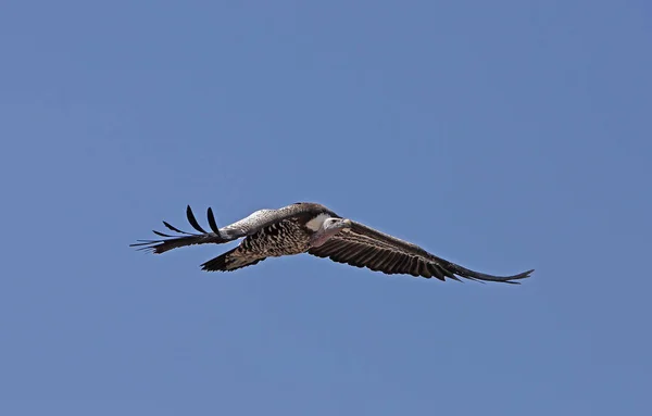 Ruppell Vulture Zigeuners Rueppellii Volwassene Vlucht Tegen Blue Sky Kenia — Stockfoto