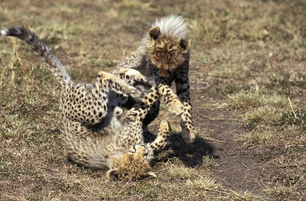 Cheetah Acinonyx Jubatus Cub Playing Πάρκο Masai Mara Στην Κένυα — Φωτογραφία Αρχείου