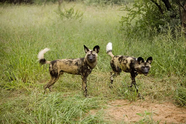 African Wild Dog Lycaon Pictus Намибия — стоковое фото