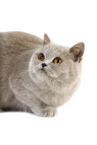 Lilac Cream British Shorthair Domestic Cat Feminino Contra Fundo Branco — Fotografia de Stock