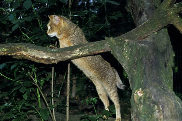 Gato Selva Felis Chaus Sobre Pernas Hind — Fotografia de Stock