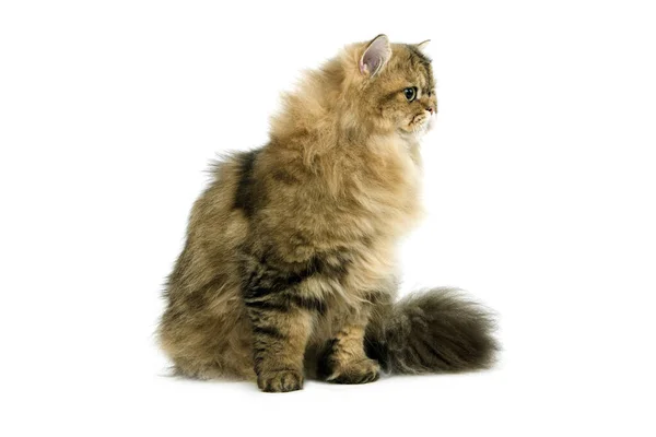 Золотий Перський Домашній Кіт Проти Білого Походження — стокове фото