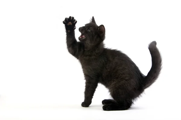 Negro Británico Taquigrafía Doméstico Gato Meses Viejo Gatito —  Fotos de Stock
