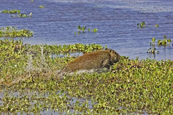 Capybara Hydrochoerus Hydrochaeris Pie Swamp Los Lianos Venezuela — Foto de Stock