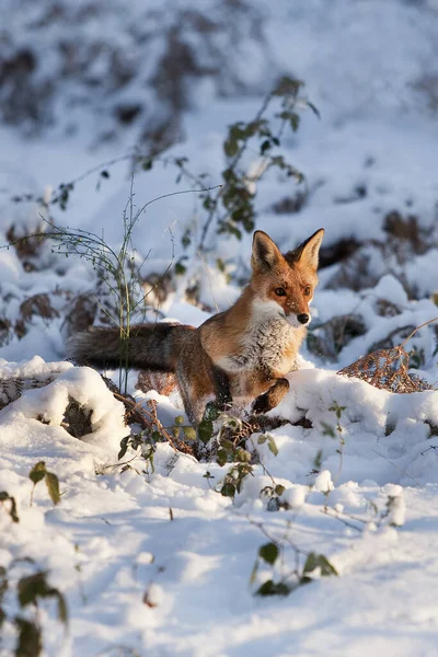 Κόκκινη Αλεπού Αιδοία Ενήλικος Στο Χιόνι Νορμανδία — Φωτογραφία Αρχείου