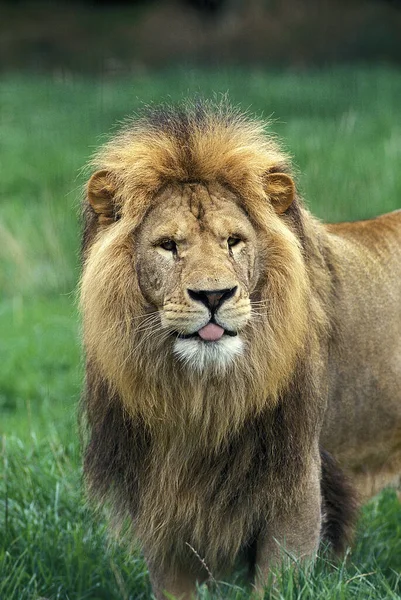 Afrikaanse Leeuw Panthera Leo Mannenportret Met Grappig Gezicht — Stockfoto