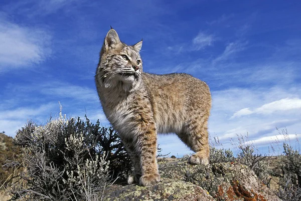 Bobcat Lynx Rufus Adult Standing Rocks Canada — стокове фото