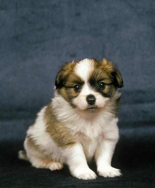 Pies Phalene Lub Continental Toy Spaniel Pup Siedzi — Zdjęcie stockowe