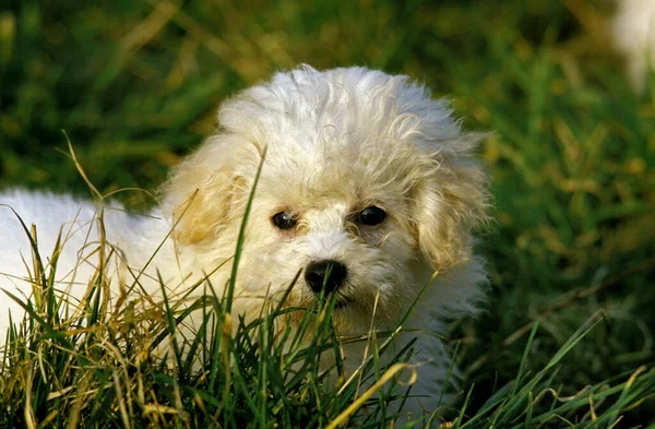 Bichon Frise Dog Pup Laying Grass — Zdjęcie stockowe
