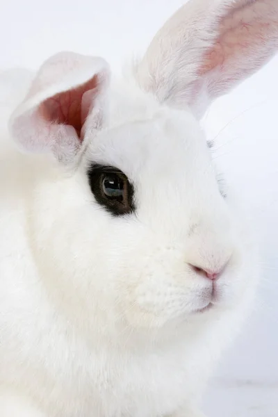 Hotot Yurtiçi Tavşanı Beyaz Arkaplan Karşı Normandiya Dan Türü — Stok fotoğraf