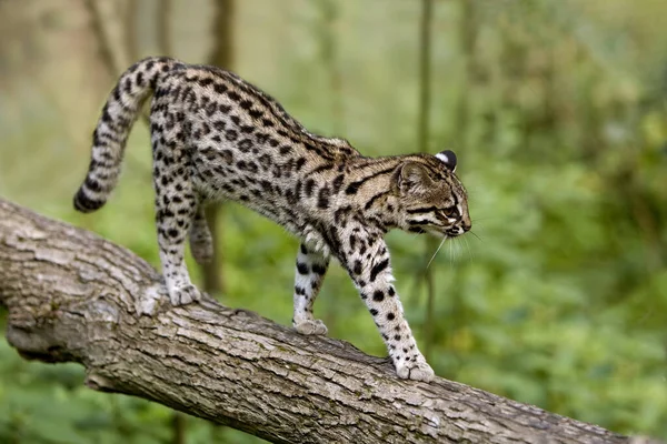 Tiger Cat Oncilla Leopardus Tigrinus Andando Sobre Galho — Fotografia de Stock