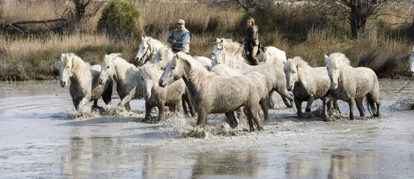 Gardians Camargue Horses Herd Standing Swamp Saintes Marie Mer South — Foto de Stock