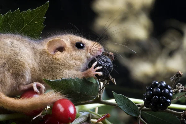 Vanlig Dormouse Muscardinus Avellanarius Vuxenätande Björnbär Normandie — Stockfoto