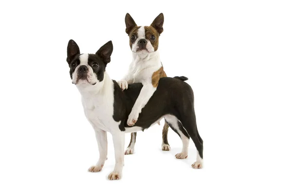 Boston Terrier Hund Står Mot Vit Bakgrund — Stockfoto