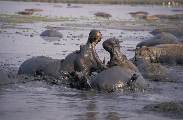 Hipopótamo Anfibio Hipopótamo Adultos Luchando Lago Parque Virunga Congo —  Fotos de Stock