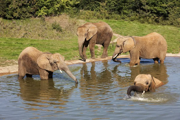 Arican Elephant Loxodonta Africana Group Having Bath Beauval Zoo France — Stock fotografie