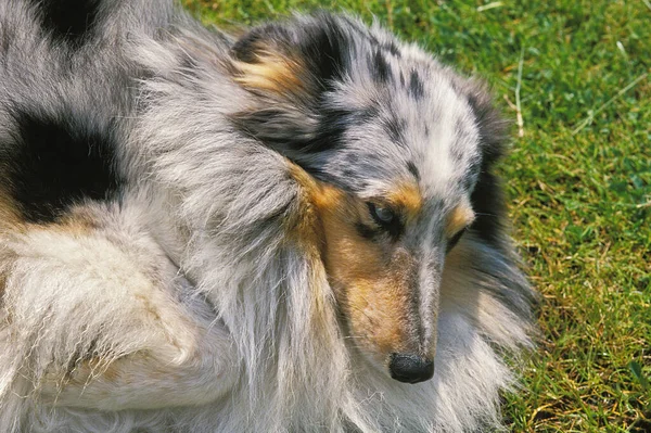 Collie Dog Onderdanige Houding — Stockfoto