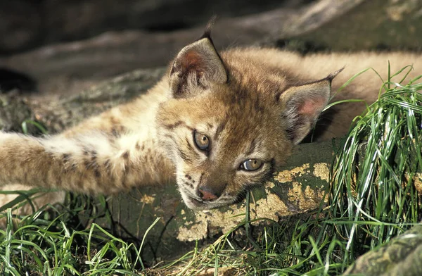 European Lynx Felis Lynx Cub — Stock Photo, Image