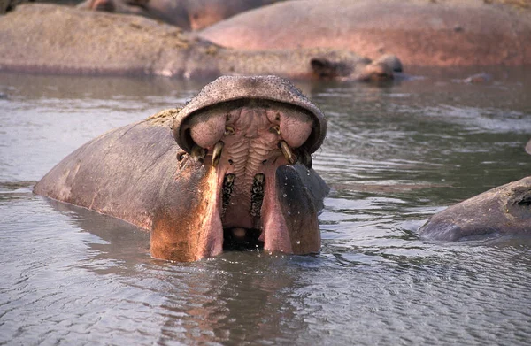 Hipopótamo Anfibio Hipopótamo Adulto Pie Lago Boca Abierta Parque Virunga —  Fotos de Stock