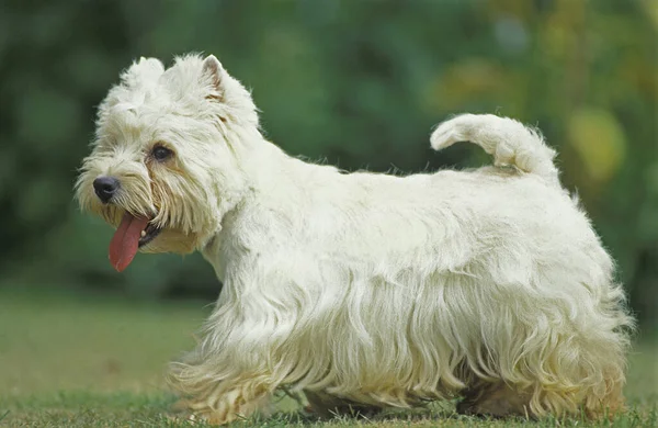 West Highland White Terrier Adulto Pie Sobre Hierba —  Fotos de Stock