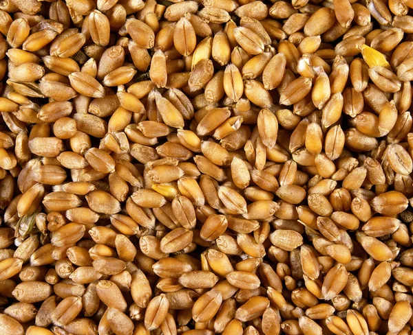 Семена Пшеницы Triticum — стоковое фото