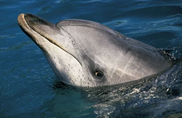 Delfín Manchado Stenella Frontalis Cabeza Adulto Superficie Bahamas — Foto de Stock