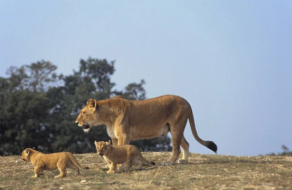 Leão Africano Pantera Leo Mãe Cub Parque Masai Mara Quênia — Fotografia de Stock
