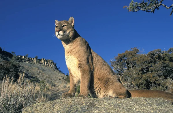 Puma Puma Concolor Montana Kayalıklarında Duran Yetişkin — Stok fotoğraf