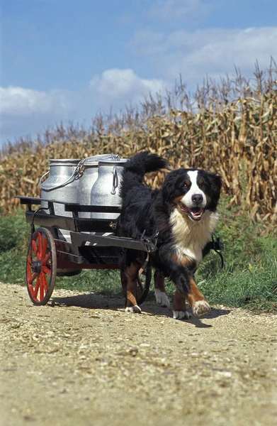 Bernese Mountain Dog pulling a Cart with  Milk-churns