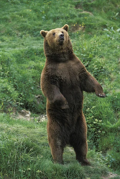 Коричневый Медведь Урсус Арктос Взрослый Стоящий Задних Лапах — стоковое фото