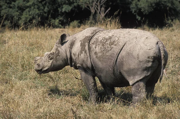 Sumatran Rhinoceros Dicerorhinus Sumatrensis — стокове фото
