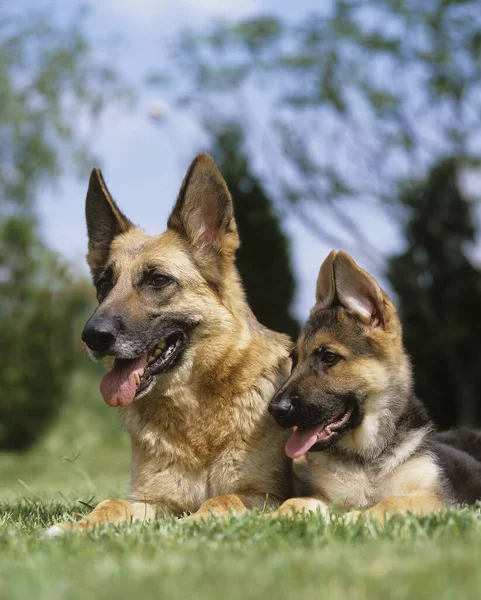 Γερμανικός Ποιμενικός Σκύλος Μητέρα Και Κουτάβι Που Βρίσκονται Στο Γρασίδι — Φωτογραφία Αρχείου